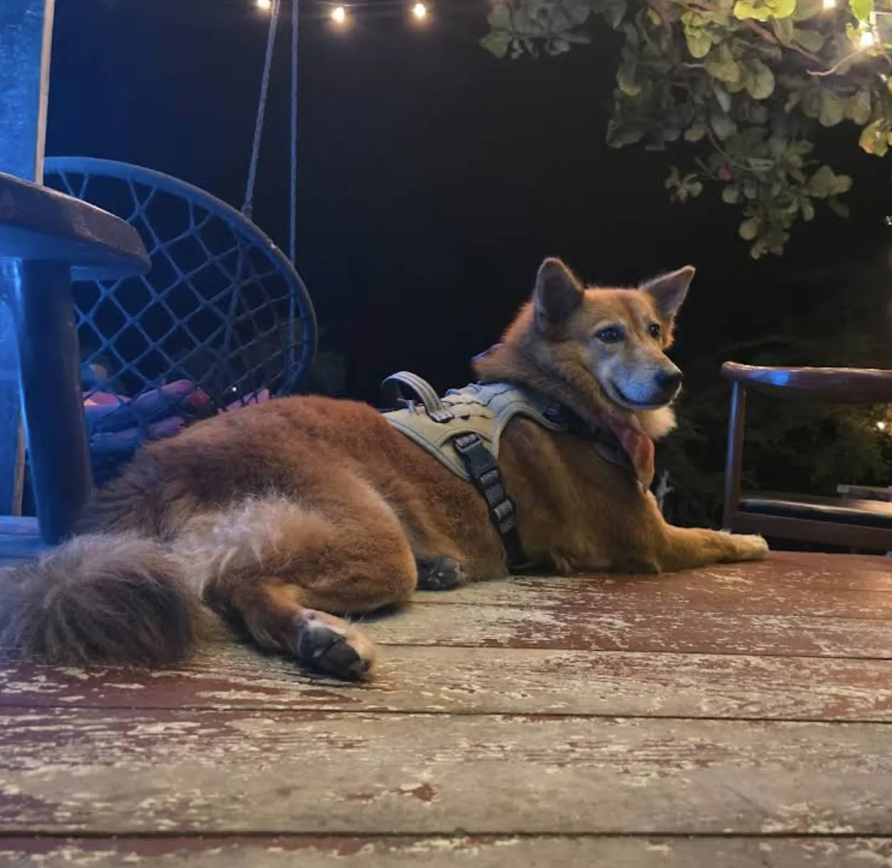 Chill bar dog on the terrace